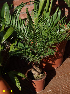 zamia